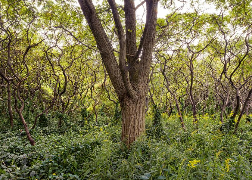 Burley-Robert_ItTakesOne_BlackLocustAmongSumacs_SylvanPark_2013.jpg Black Locust among Sumacs from the book "An Enduring Wilderness: Toronto’s Natural Parklands", featured in TCLF's 2017 Silent Auction