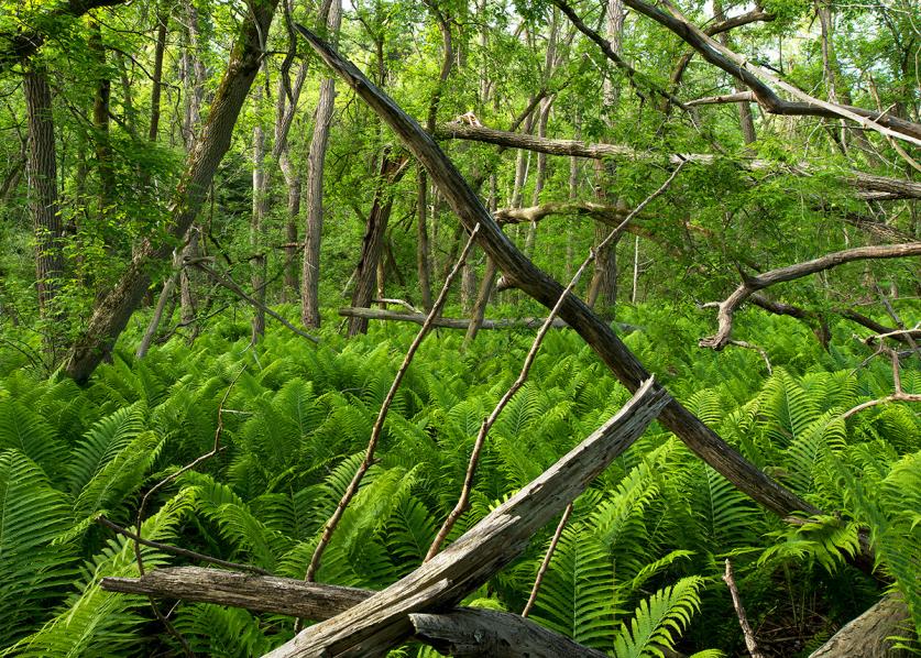 Riverside Trail from the  book "An Enduring Wilderness: Toronto’s Natural Parklands"