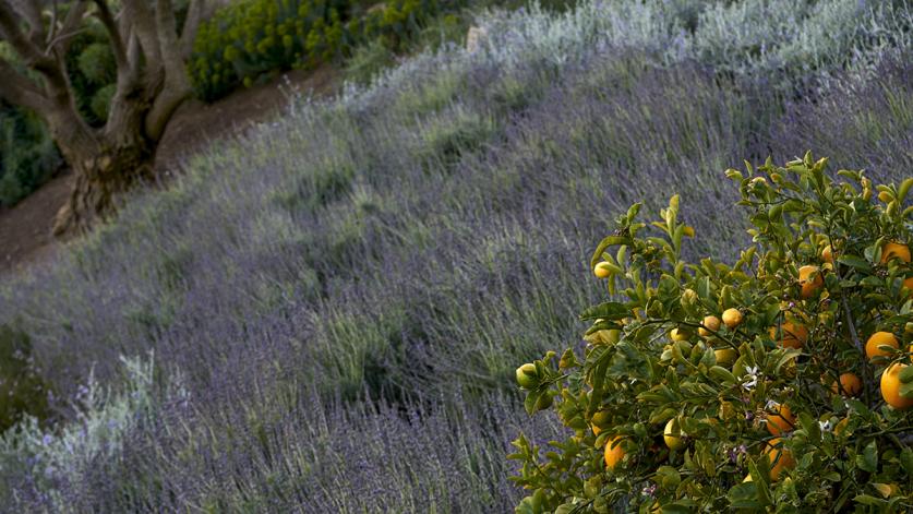 Stradella Garden, Los Angeles, CA