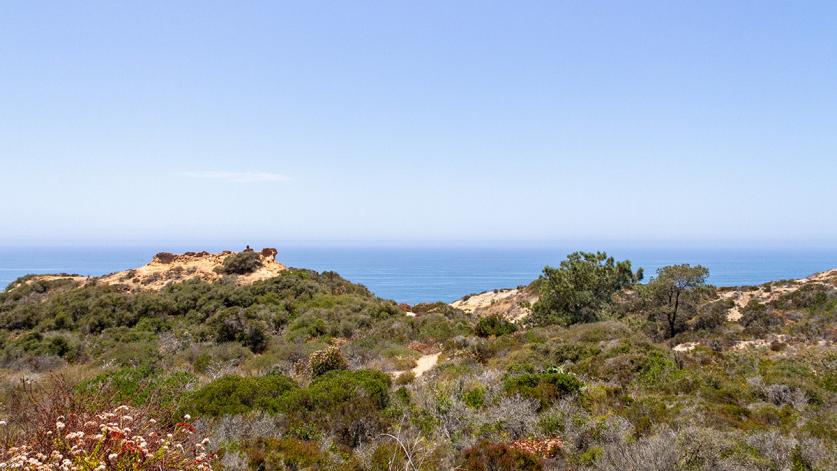 CA_SanDiego_TorreyPinesStateReserve_byKelseyKaline_2019_009_sig_008.jpg Torrey Pines State Natural Reserve, San Diego, CA