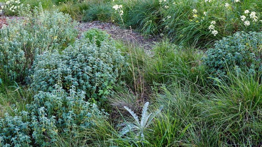 Potrero Hill Eco-Patch, San Francisco, CA