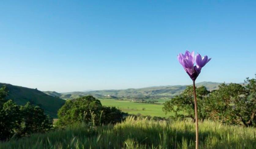 Coyote Valley