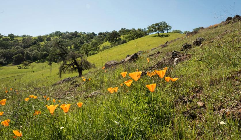 Coyote Valley Credit_ Committee For Green Foothills cv 3.jpg Coyote Valley