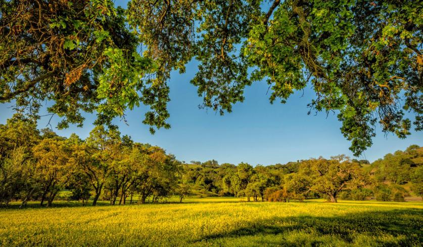 Coyote Valley