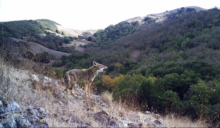 Coyote Valley