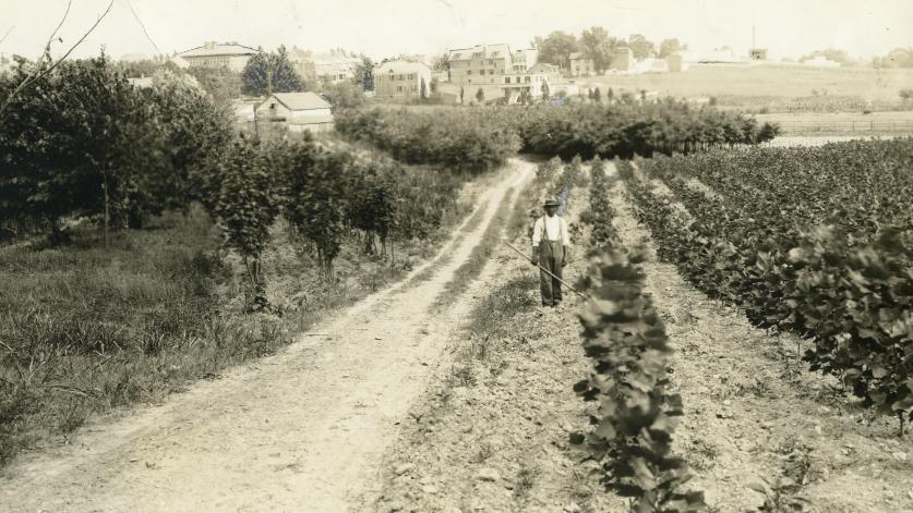 Ruppert Farm, site of modern-day Petworth neighborhood, Washington, D.C., early 1900s