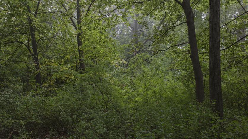 EDaniel_Wilderness.jpg Sanctuary Woods