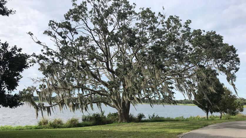 FL_LakeWales_LakeWailesPark_byCollinChristensen-courtesyOfAllTrails.com_2020_001_sig.jpg Lake Wailes Park, Lake Wales, FL