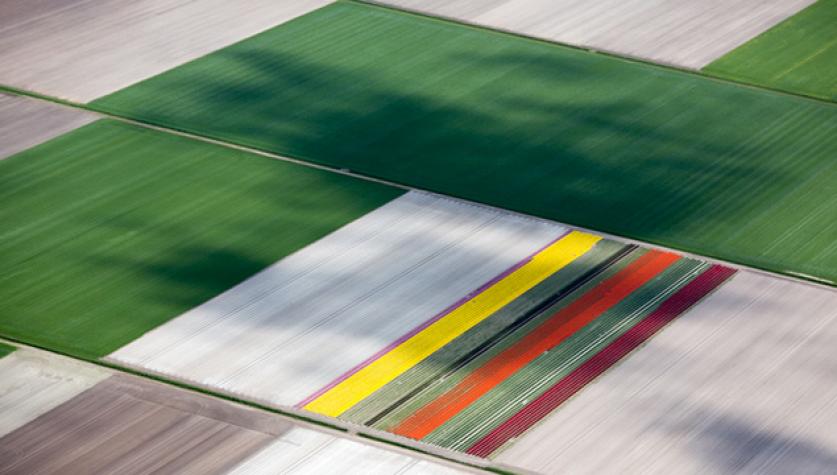 "Tulip Patch" Netherlands