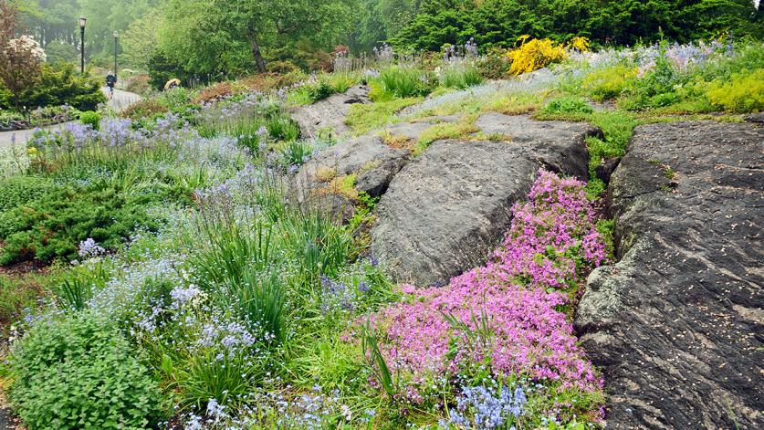 Fort Tryon Heather Garden, New York