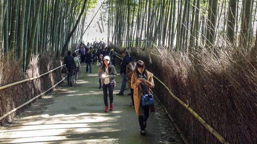 Japan_bamboo.jpg Sagano Bamboo Path