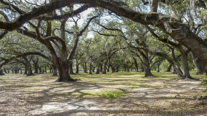 LA_NewOrleans_CityPark_byKyleJacobson-PeterSummerlin_2011_sig_001.jpg City Park, New Orleans, LA