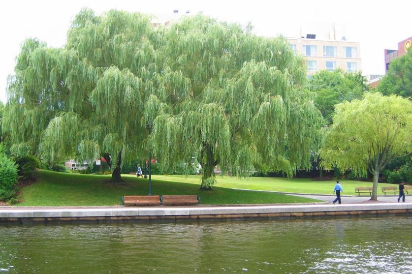 Lechmere Canal Park, Cambridge, MA, 2006