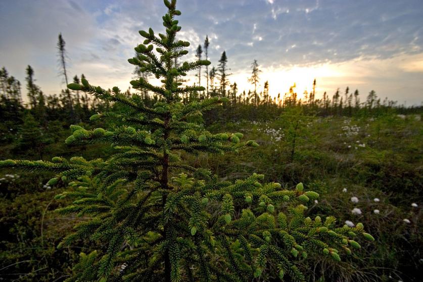 MN_Big_Bog_State_Recreation_Area_PhotobyChrisTompkins_2021.jpg Big Bog State Recreation Area, MN