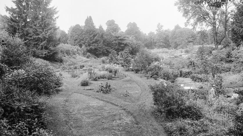 Wild garden at Michigan Agricultural College (Michigan State University), East Lansing, MI