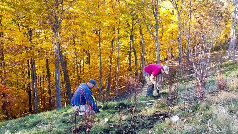 Contractors plant a native shrub selection