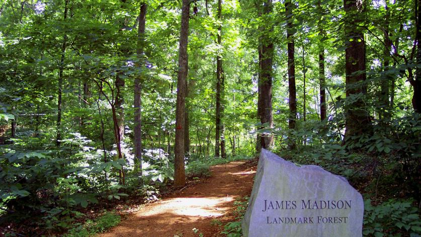 Montpelier Forest, Orange, VA