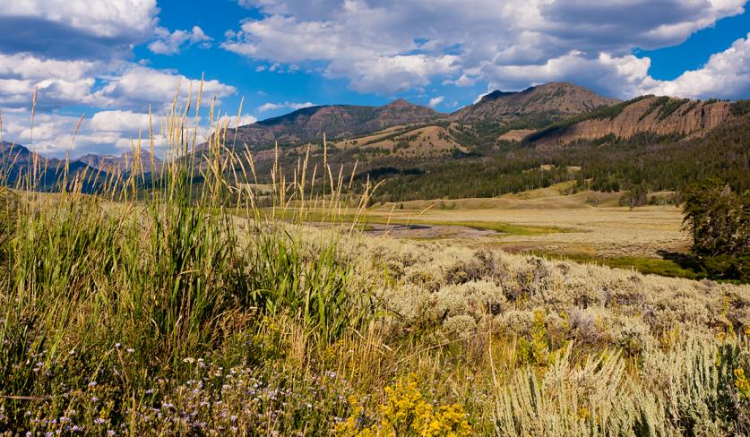 WY_YellowstoneNationalPark_PeterIngraham_2011_01_sig.jpg Yellowstone National Park in Wyoming