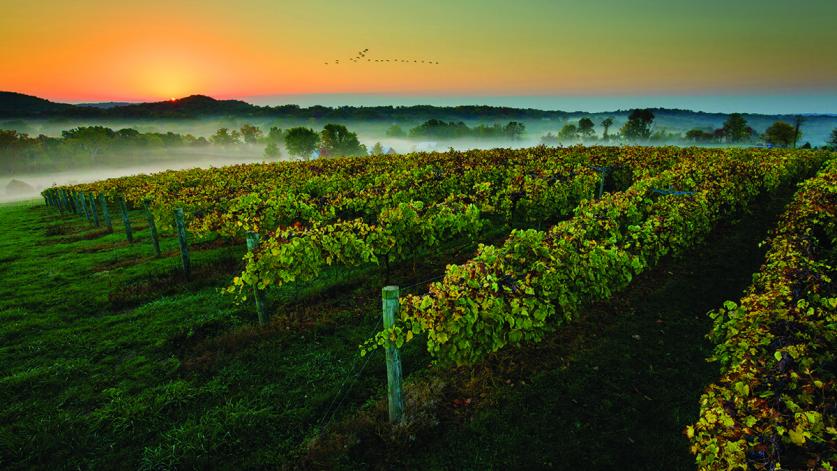 pg 90 CurtDennison-CDPe1258-Edit-sig.jpg Augusta American Viticultural Area, Augusta, MO