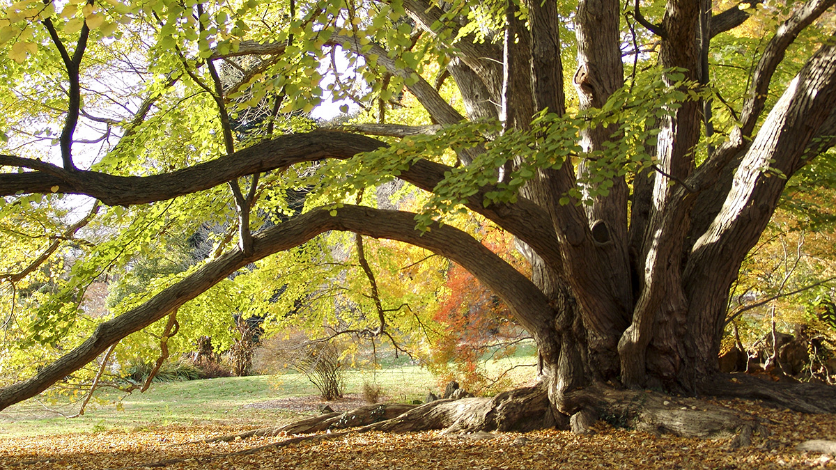 Morris Arboretum, Philadelphia, PA