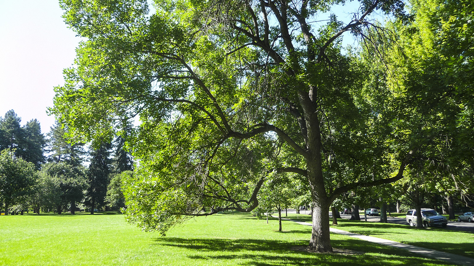 Cheesman Park Esplanade, Denver, CO