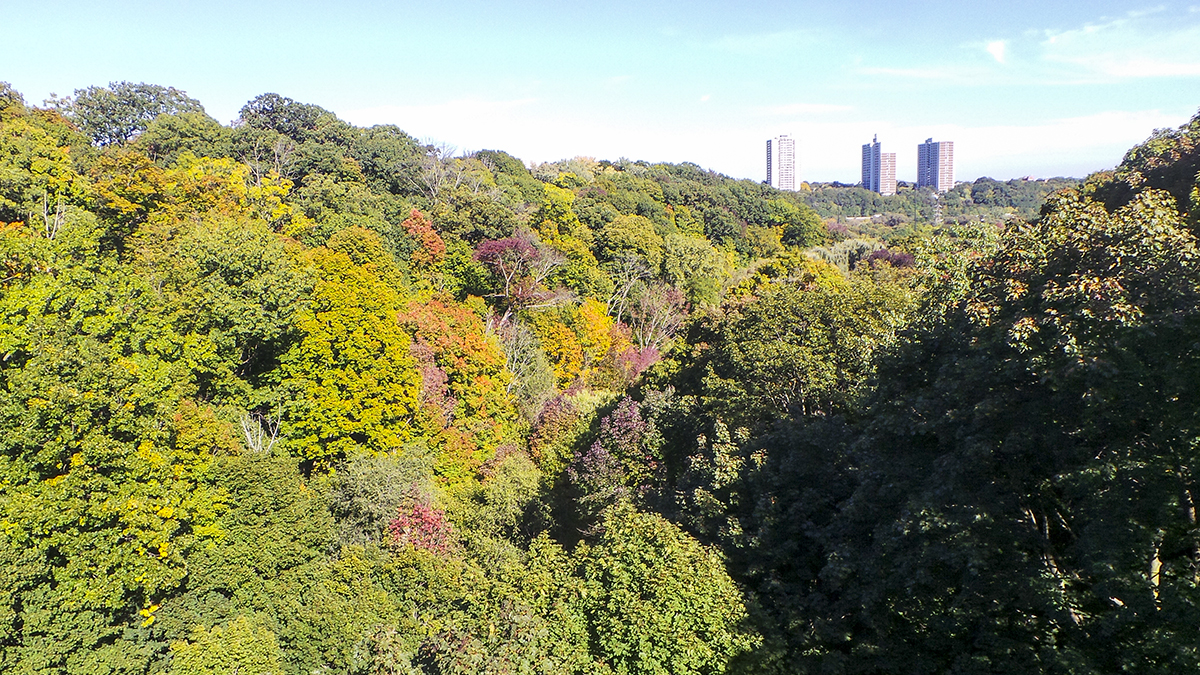 Rosedale, Toronto