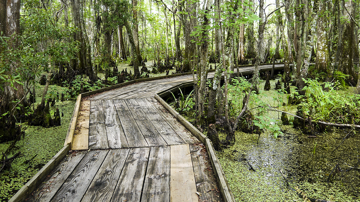 Barataria Preserve, New Orleans, LA