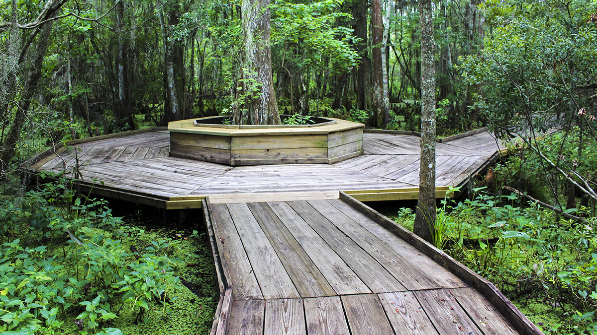Barataria Preserve The Cultural Landscape Foundation