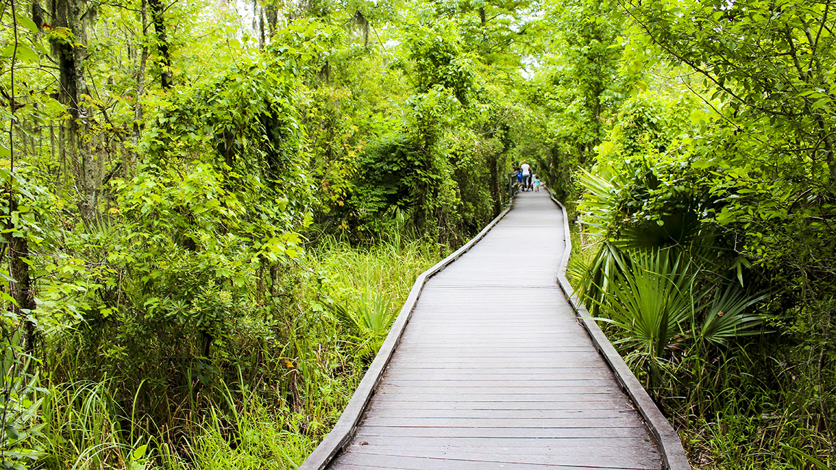 Barataria Preserve The Cultural Landscape Foundation
