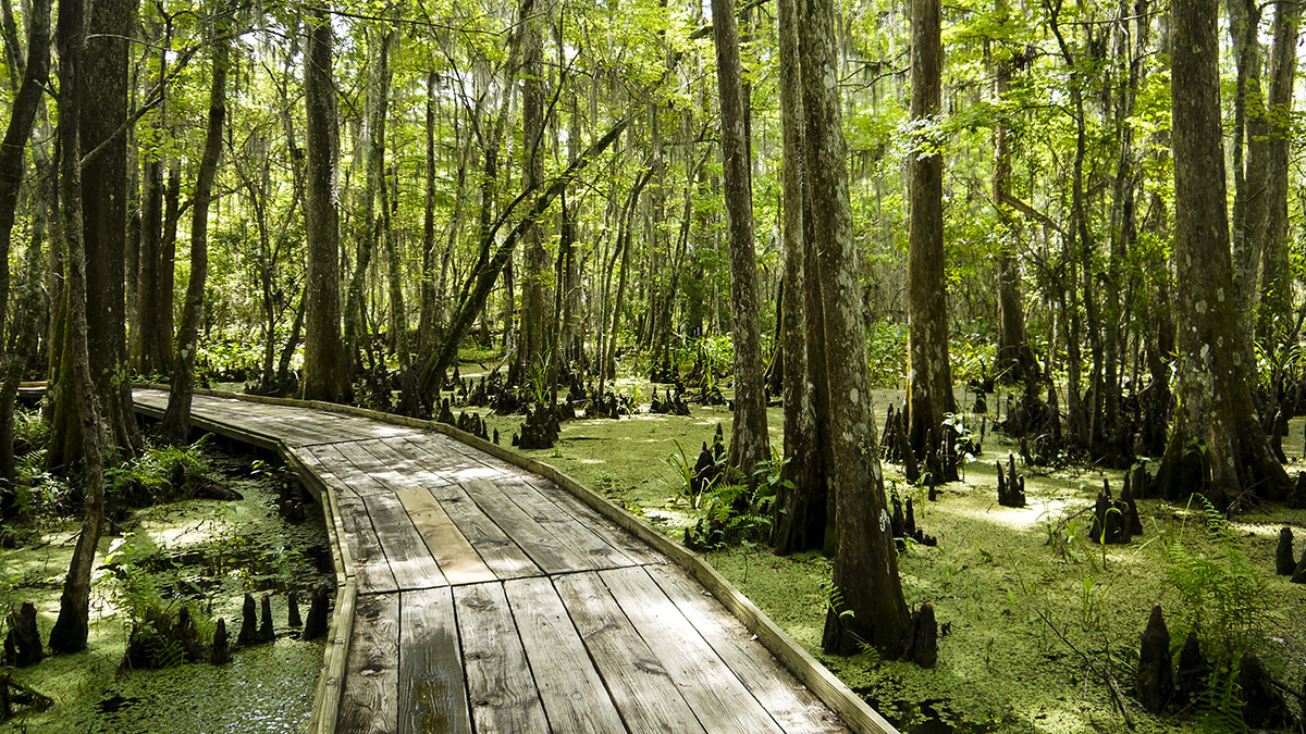 Barataria Preserve The Cultural Landscape Foundation
