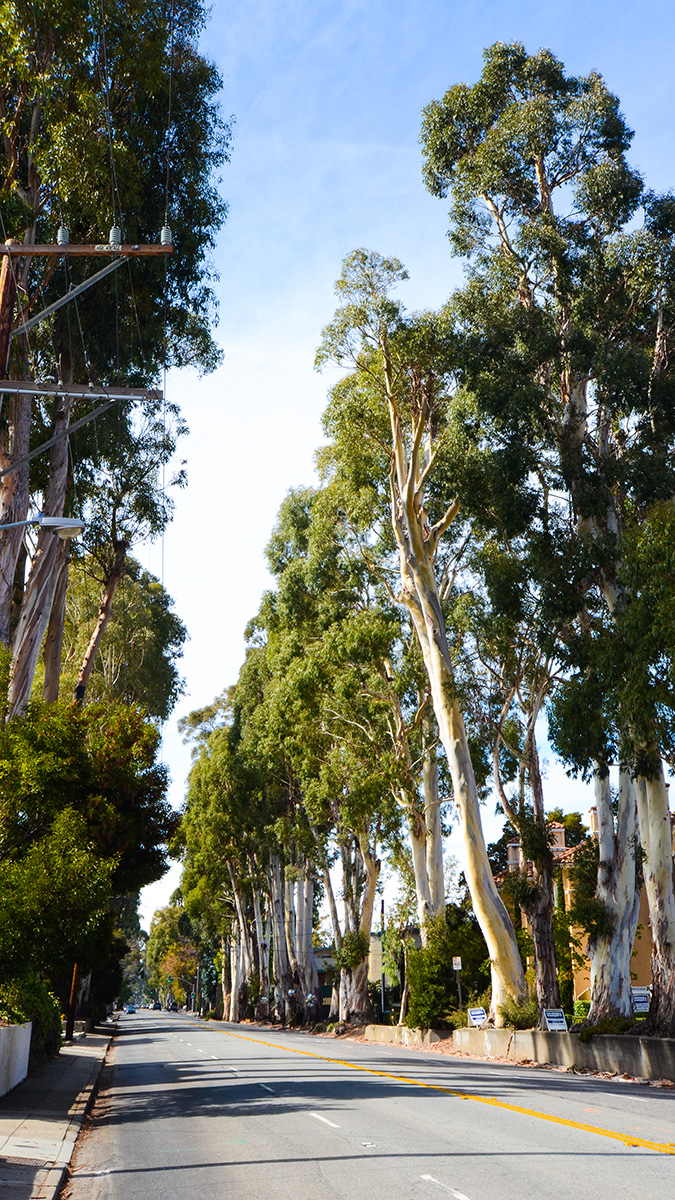 Howard Ralston Eucalyptus Rows The Cultural Landscape Foundation
