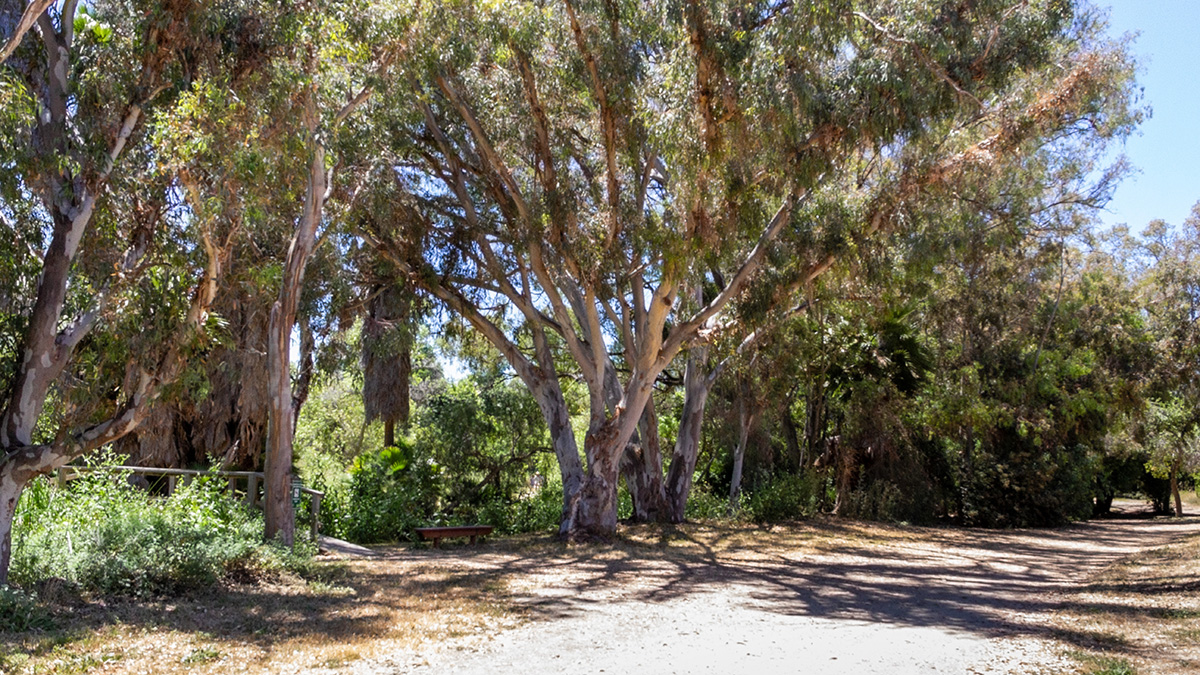 Guajome Regional Park The Cultural Landscape Foundation