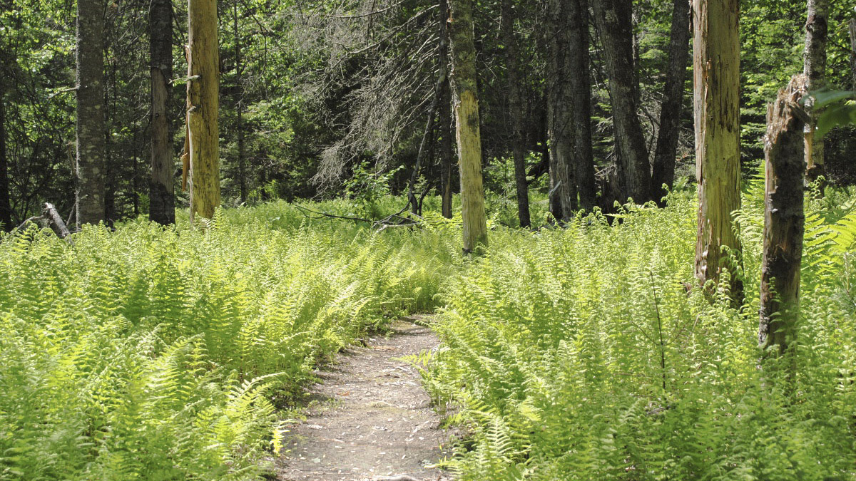 Camden Hills State Park-Lower Sagamore Village, Camden, ME