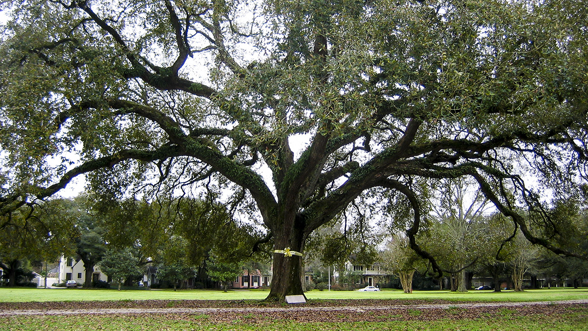 City Park Golf Course - Baton Rouge, Baton Rouge, LA