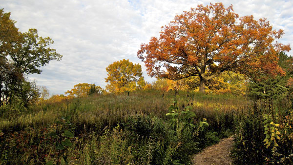 Eloise Butler Wildflower Garden and Bird Sanctuary, Minneapolis, MN