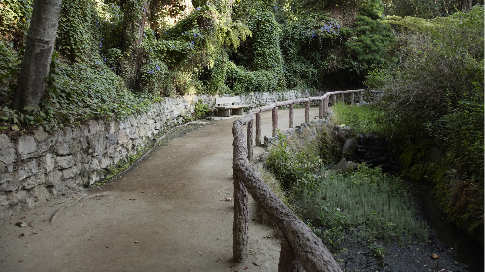 Fern Dell, Griffith Park