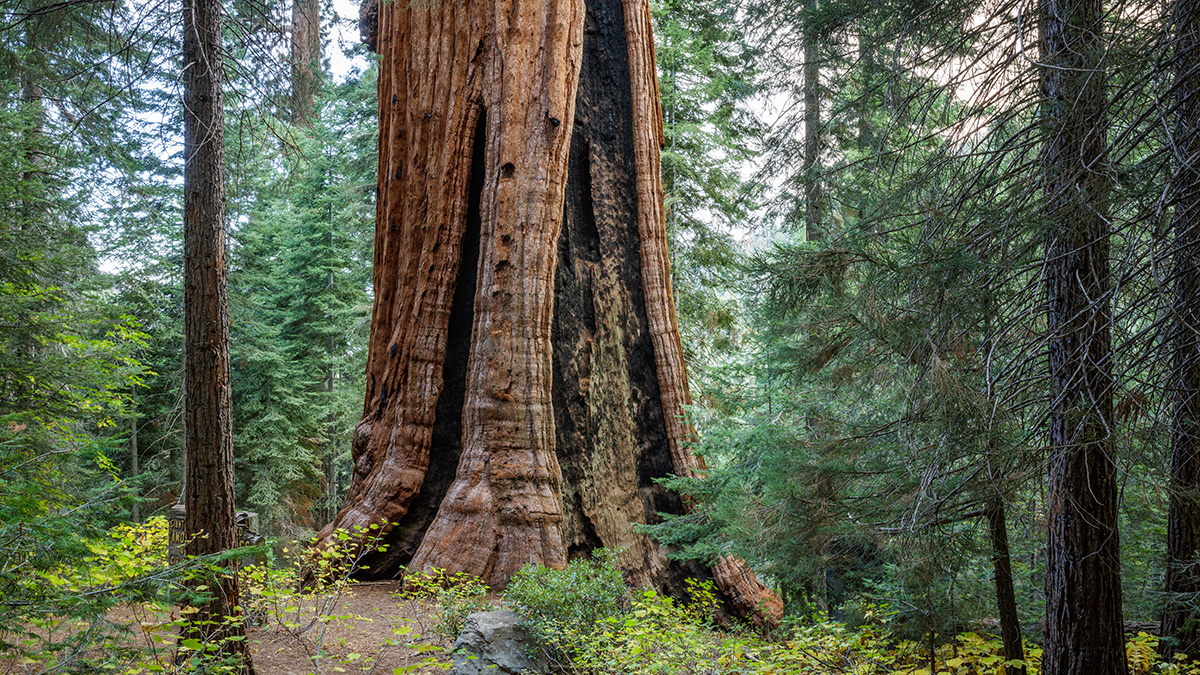 Giant Sequoia, Sierra Nevada Mountain Range, CA