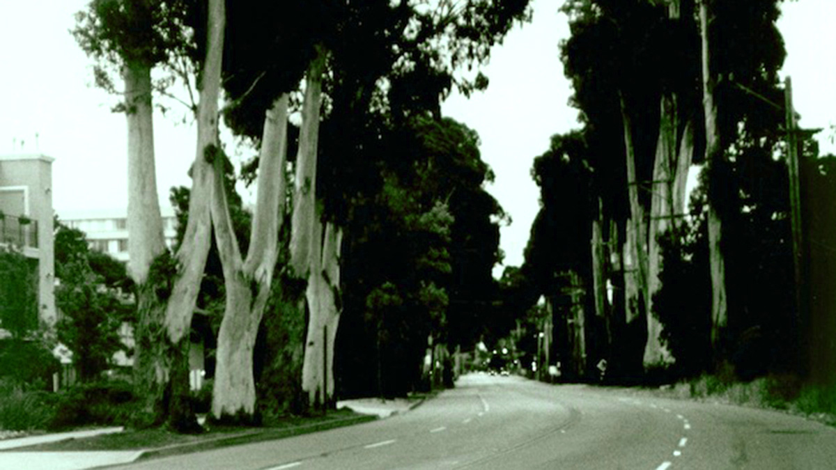 Howard Ralston Eucalyptus Rows, Burlingame, CA