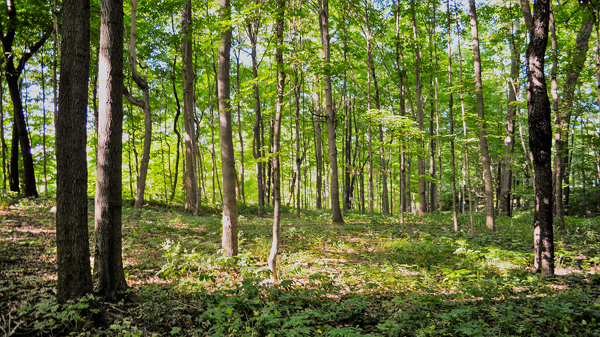 Butler University Gardens The Cultural Landscape Foundation