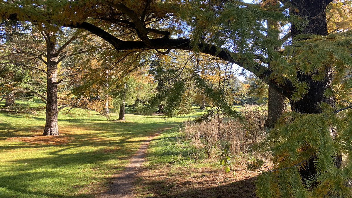 Arnold Arboretum The Cultural Landscape Foundation