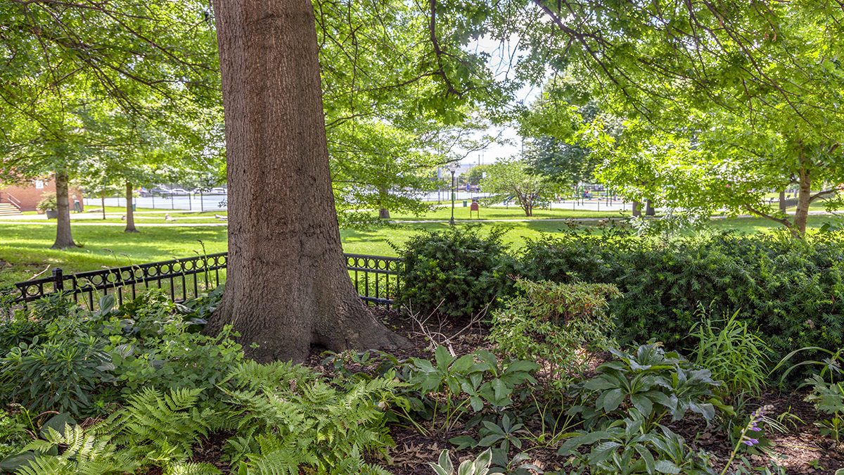 Latrobe Park The Cultural Landscape Foundation