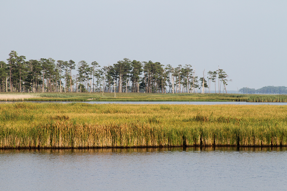 Blackwater National Wildlife Refuge, Dorchester, MD 