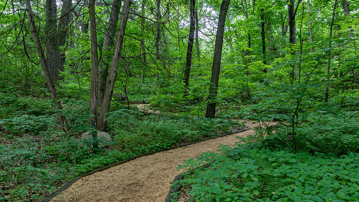 Eloise Butler Wildflower Garden and Bird Sanctuary The Cultural