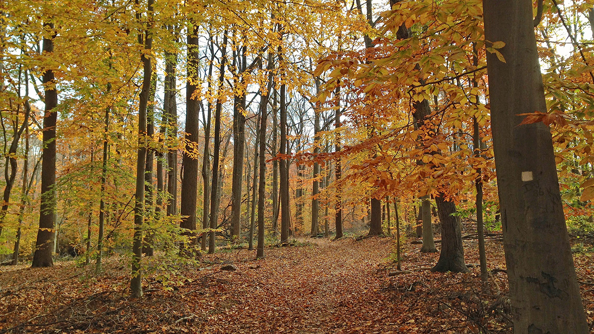 Watchung Reservation, Union County Park system, NJ