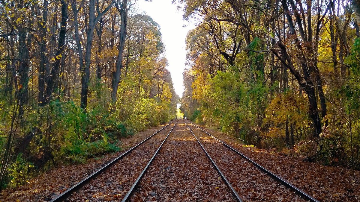 Forest Park, Queens, NY
