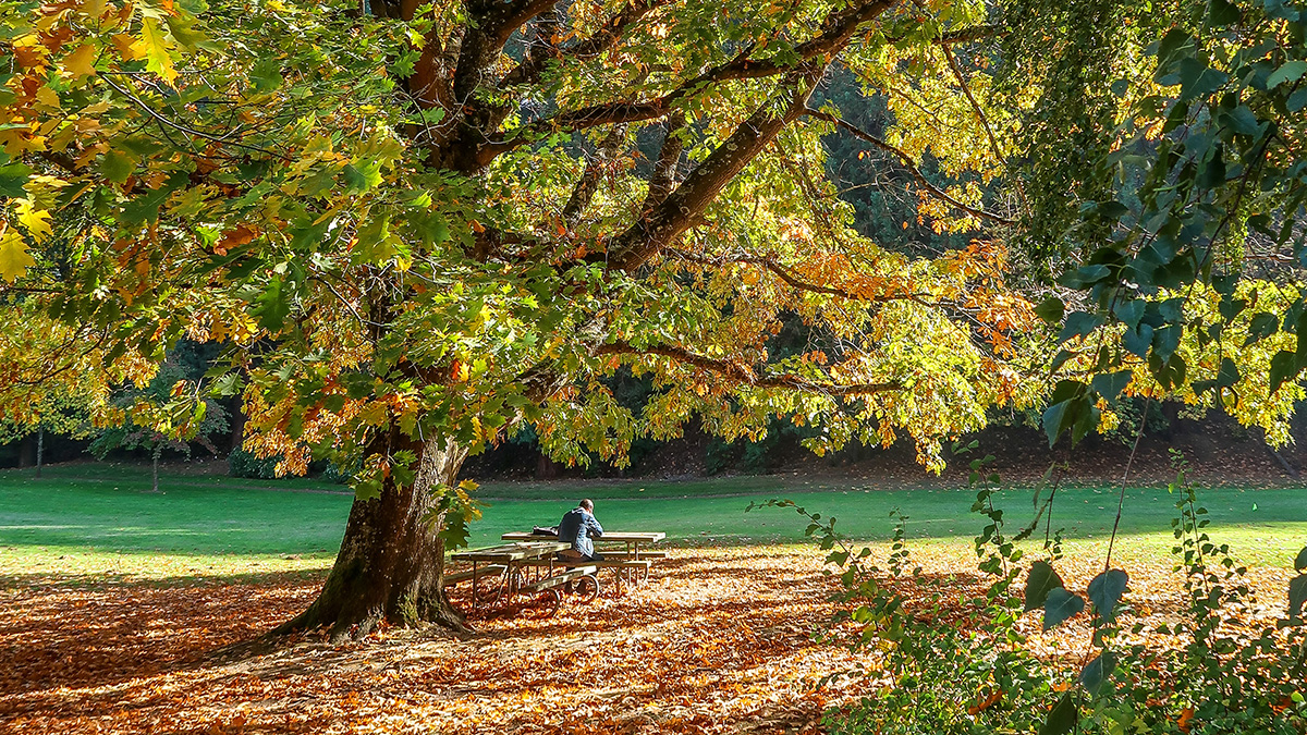 Terwilliger Parkway, Portland, OR