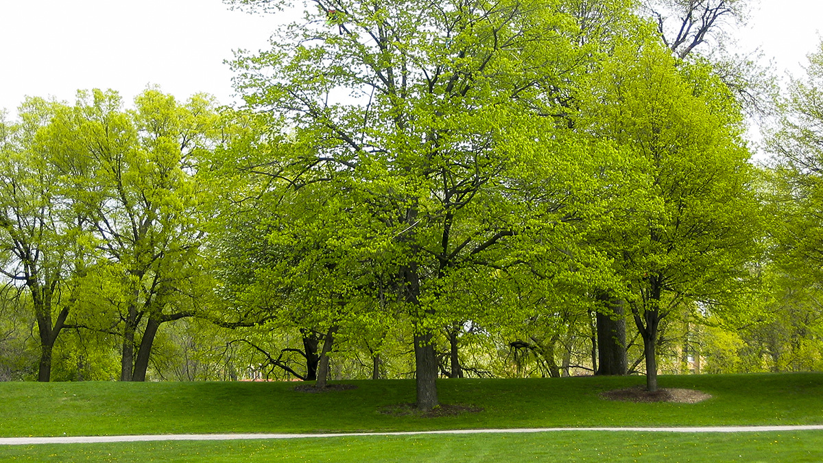 Players Green, Chicago, IL