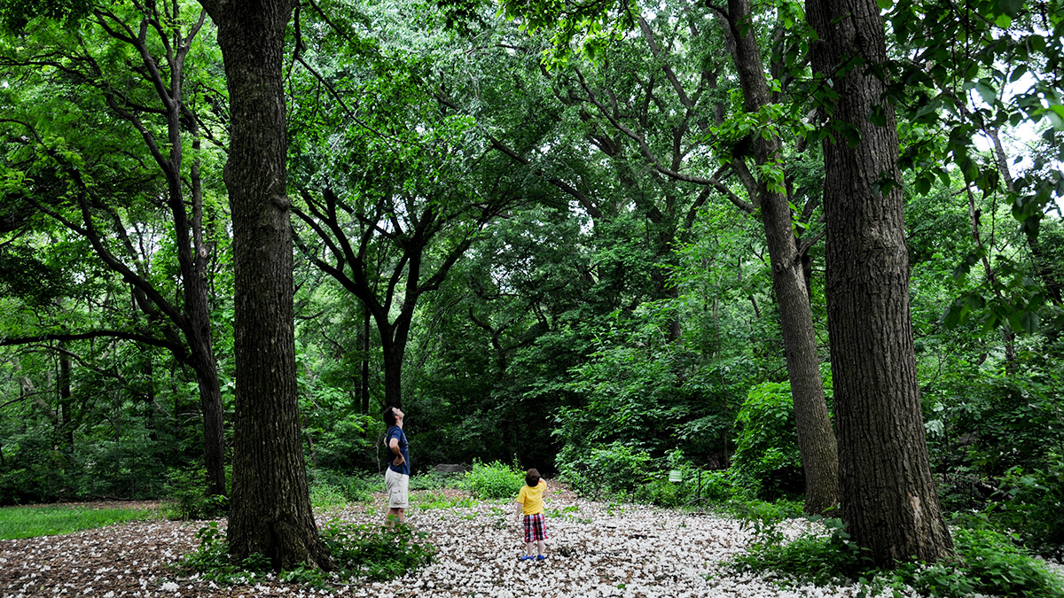 The Ramble, New York, NY