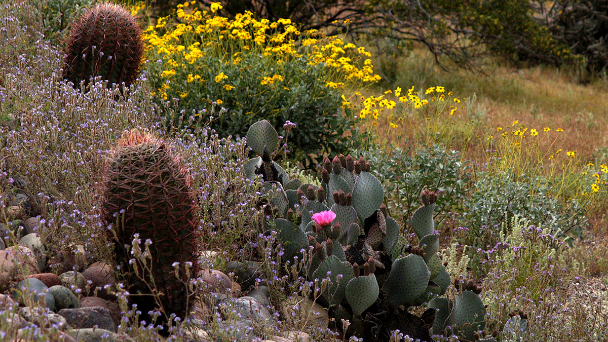 Tovrea Castle and Carraro Cactus Garden