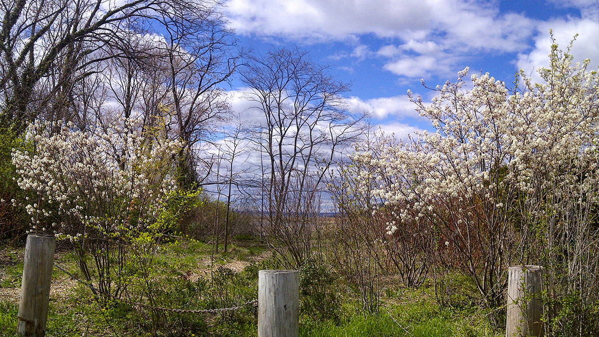 Udall’s Park Preserve The Cultural Landscape Foundation